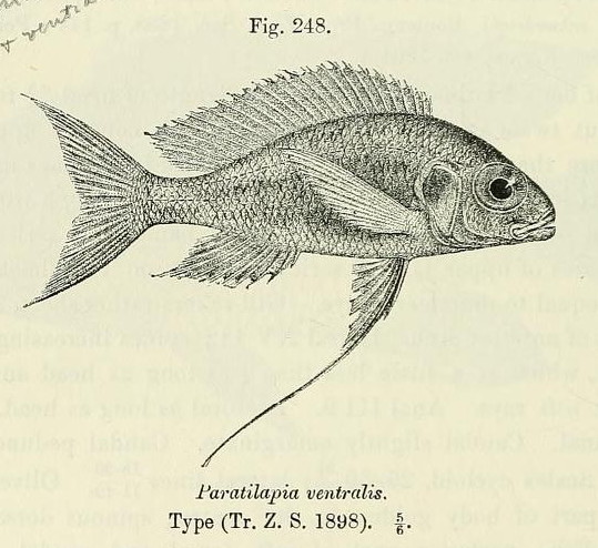 Ophthalmotilapia Ventralis (Ophthalmotilapia ventralis)