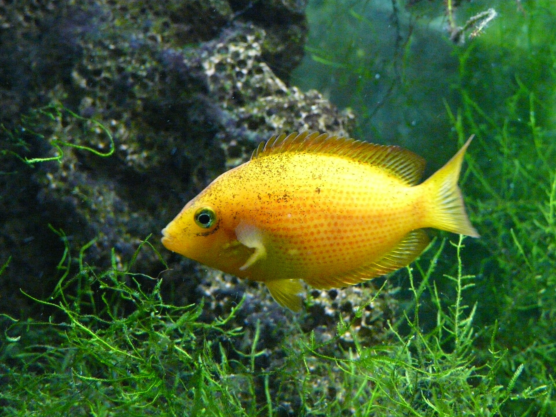 Orange Chromide (Etroplus maculatus)