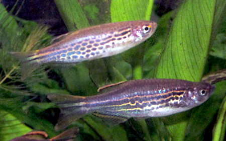 Danio de aletas naranjas (Danio kyathit)