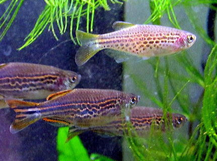 Orange-finned Danio (Danio kyathit)