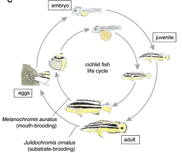 Julie ornée (Julidochromis ornatus)