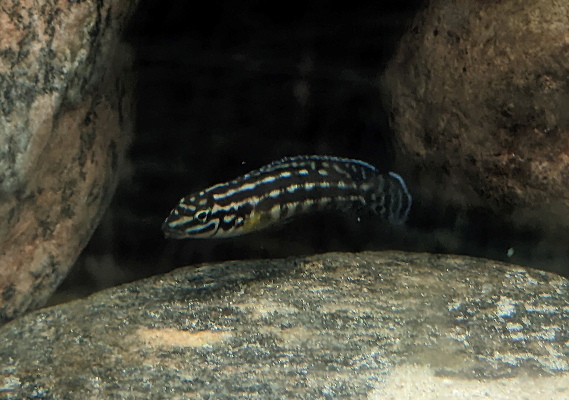 Ornate Julie (Julidochromis ornatus)
