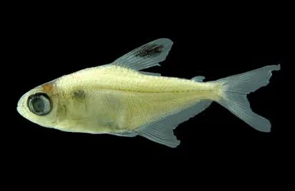 Ornate Tetra (Hyphessobrycon bentosi)
