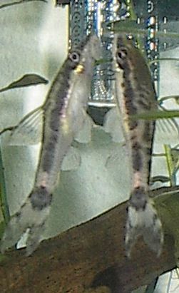Otocinclus Macrospilus (Otocinclus macrospilus)
