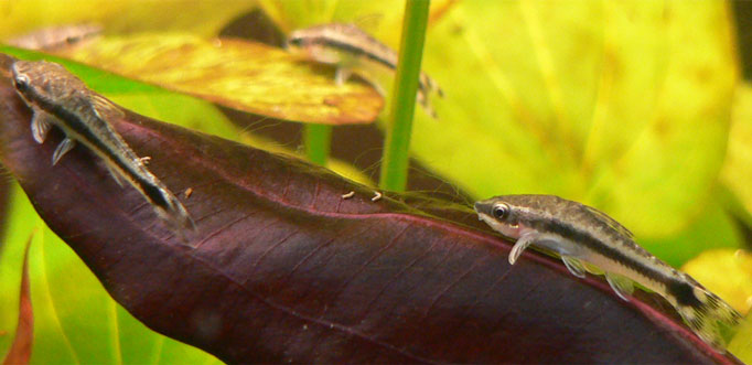 Otocinclus Vittatus (Otocinclus vittatus)