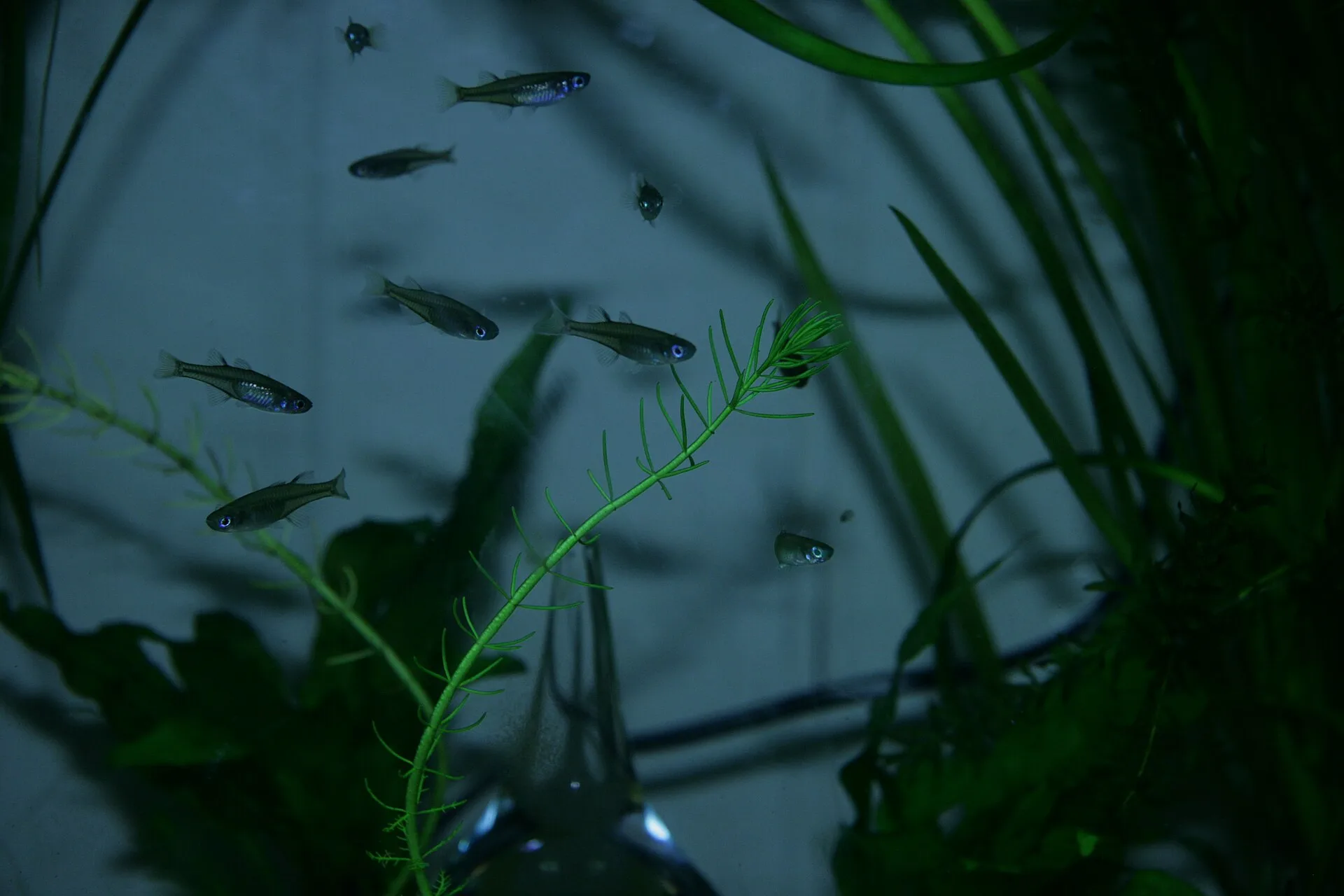 Close view of Pacific Blue-eye (Pseudomugil signifer)