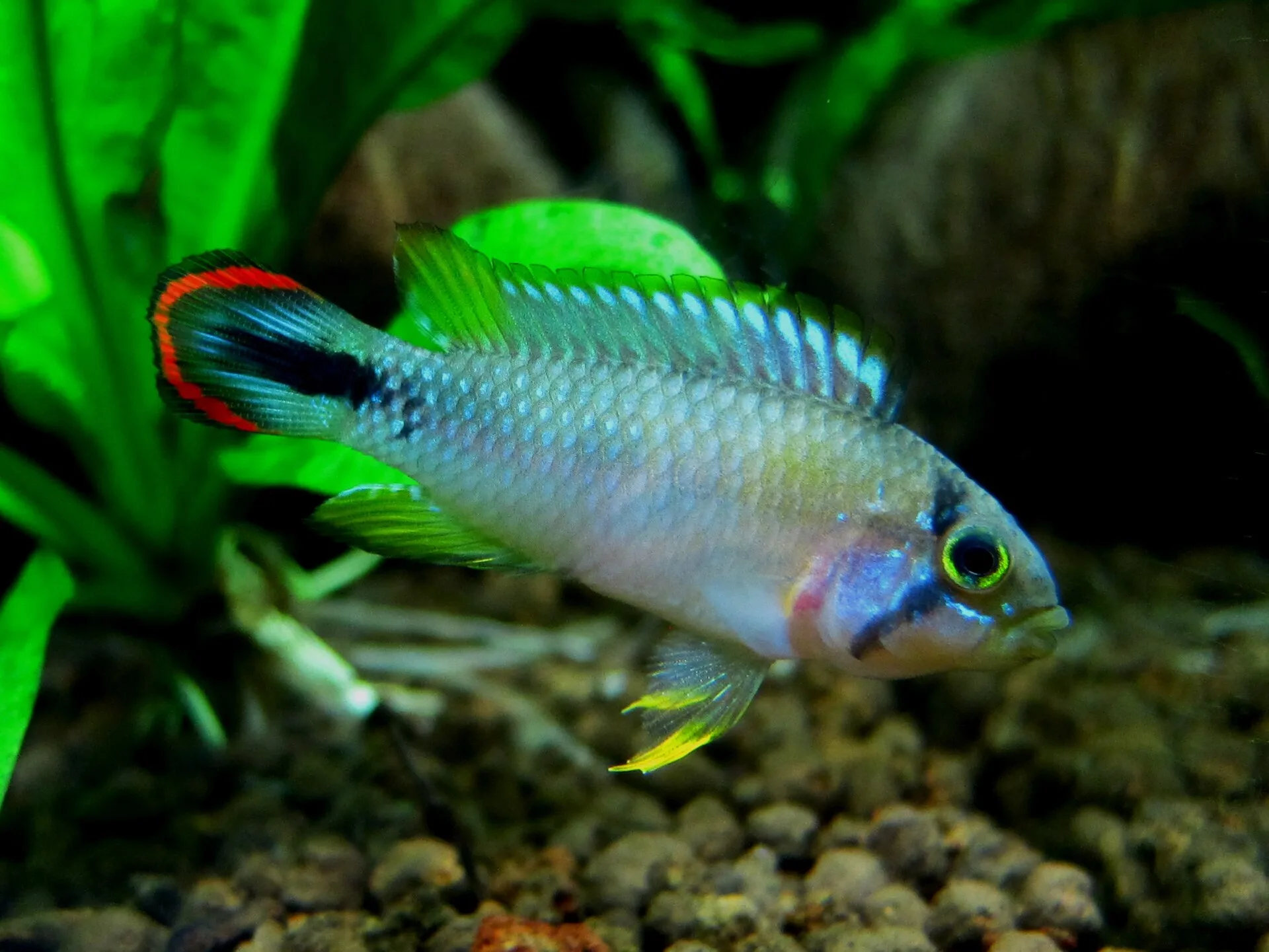 Panduro Apisto (Apistogramma panduro)