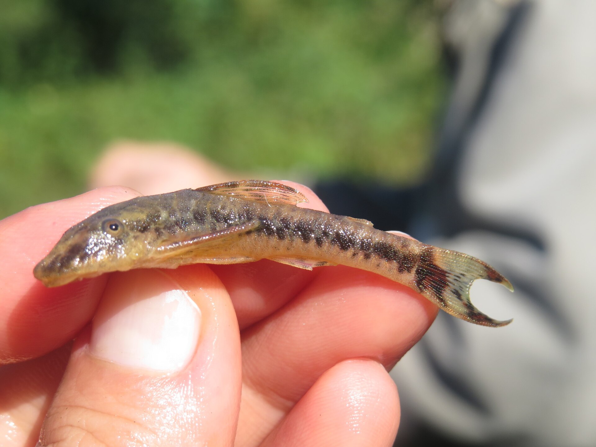 Parotocinclus maculicauda (Parotocinclus maculicauda)