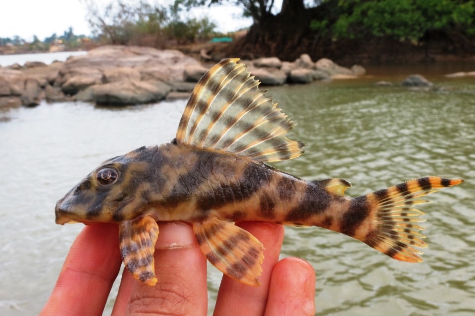 Peckoltia vittata (Peckoltia vittata)