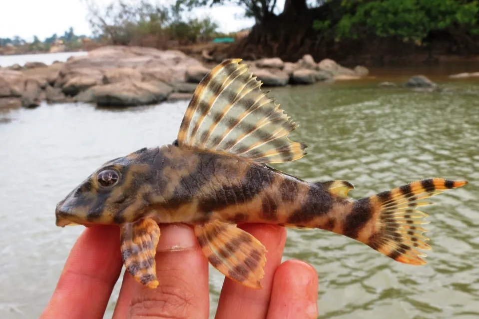Peckoltia vittata (Peckoltia vittata)