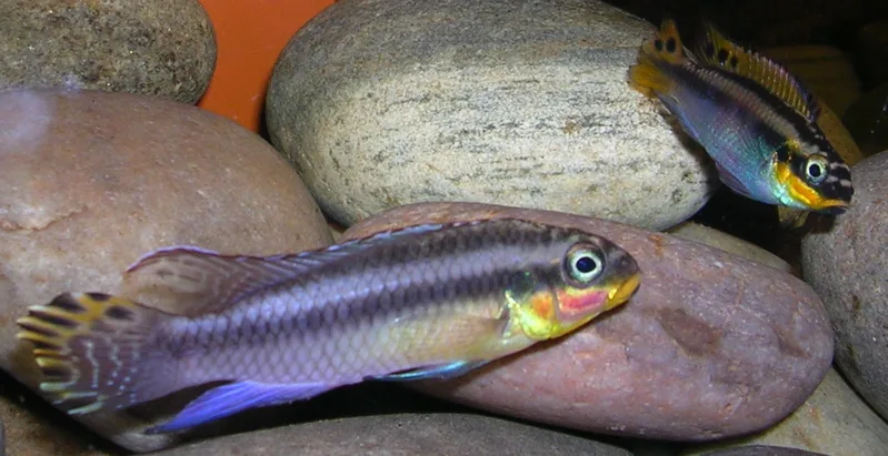 Vue rapprochée de Pelvicachromis Taeniatus (Pelvicachromis taeniatus)