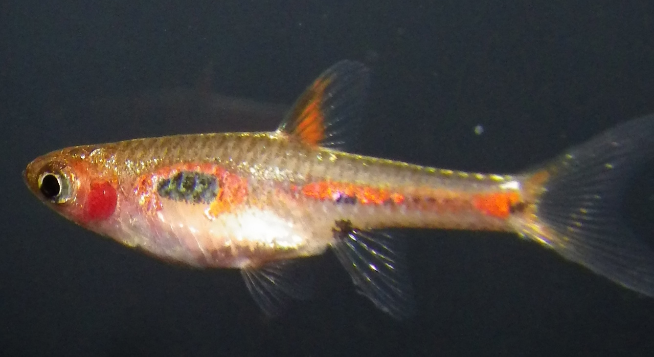 Rasbora Phoenix (Boraras merah)