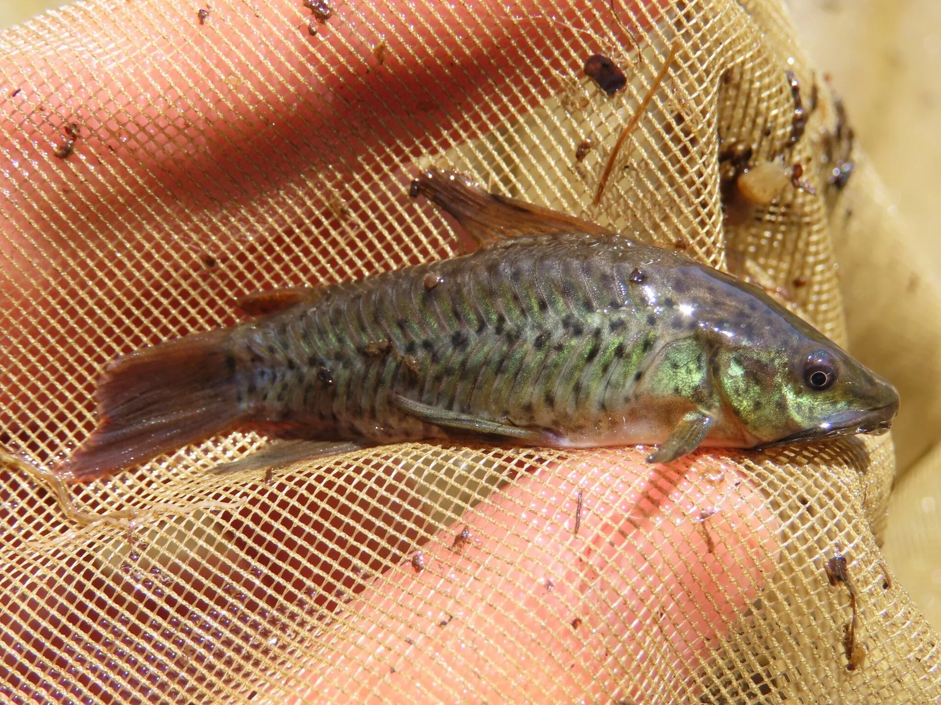 Hoplo de Puerto (Hoplosternum littorale)