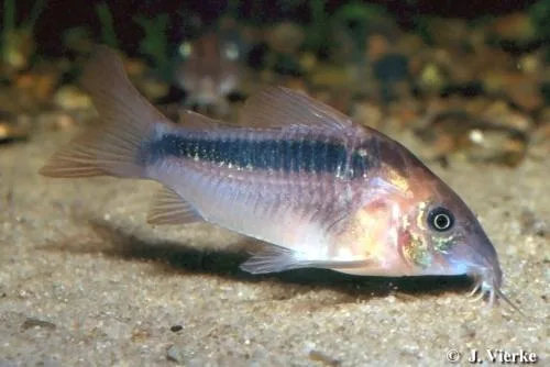 Rabauti Corydoras (Corydoras rabauti)