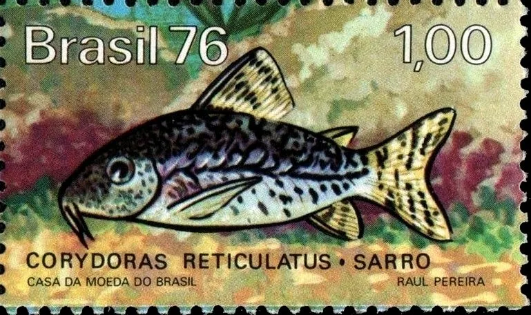 Corydoras Reticulado (Corydoras reticulatus)