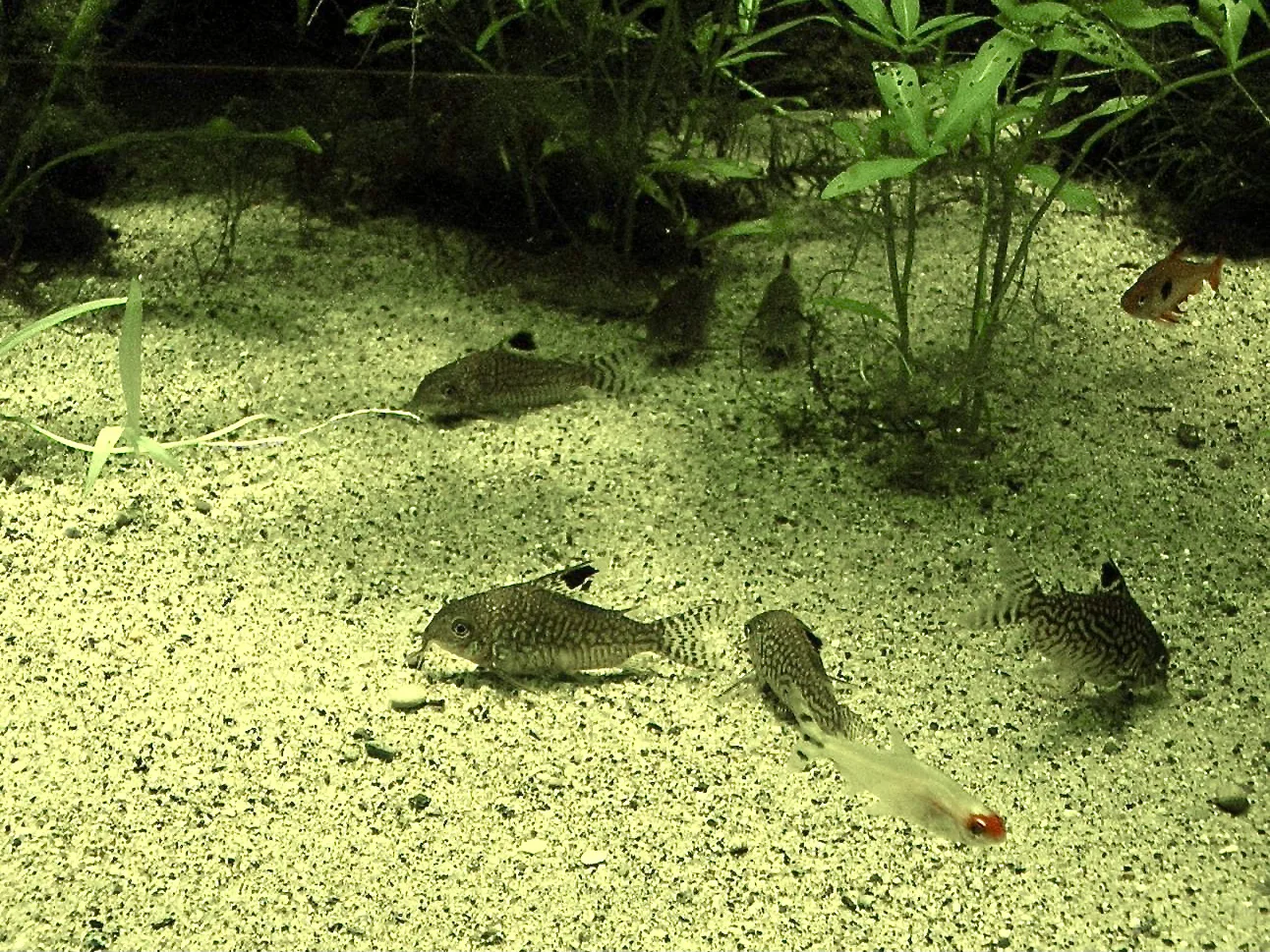 Reticulated Corydoras (Corydoras reticulatus)