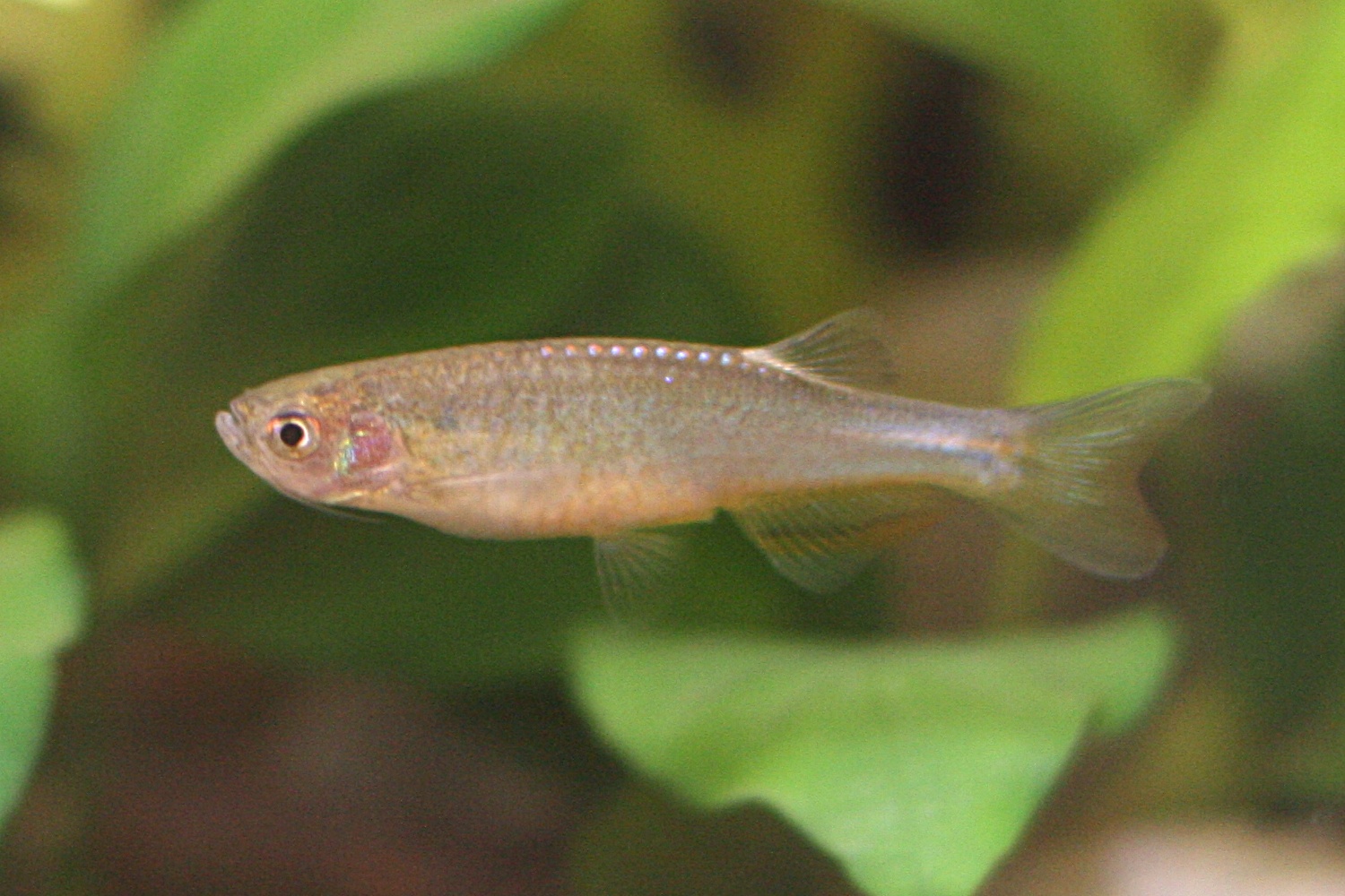 Rose Danio (Danio roseus)