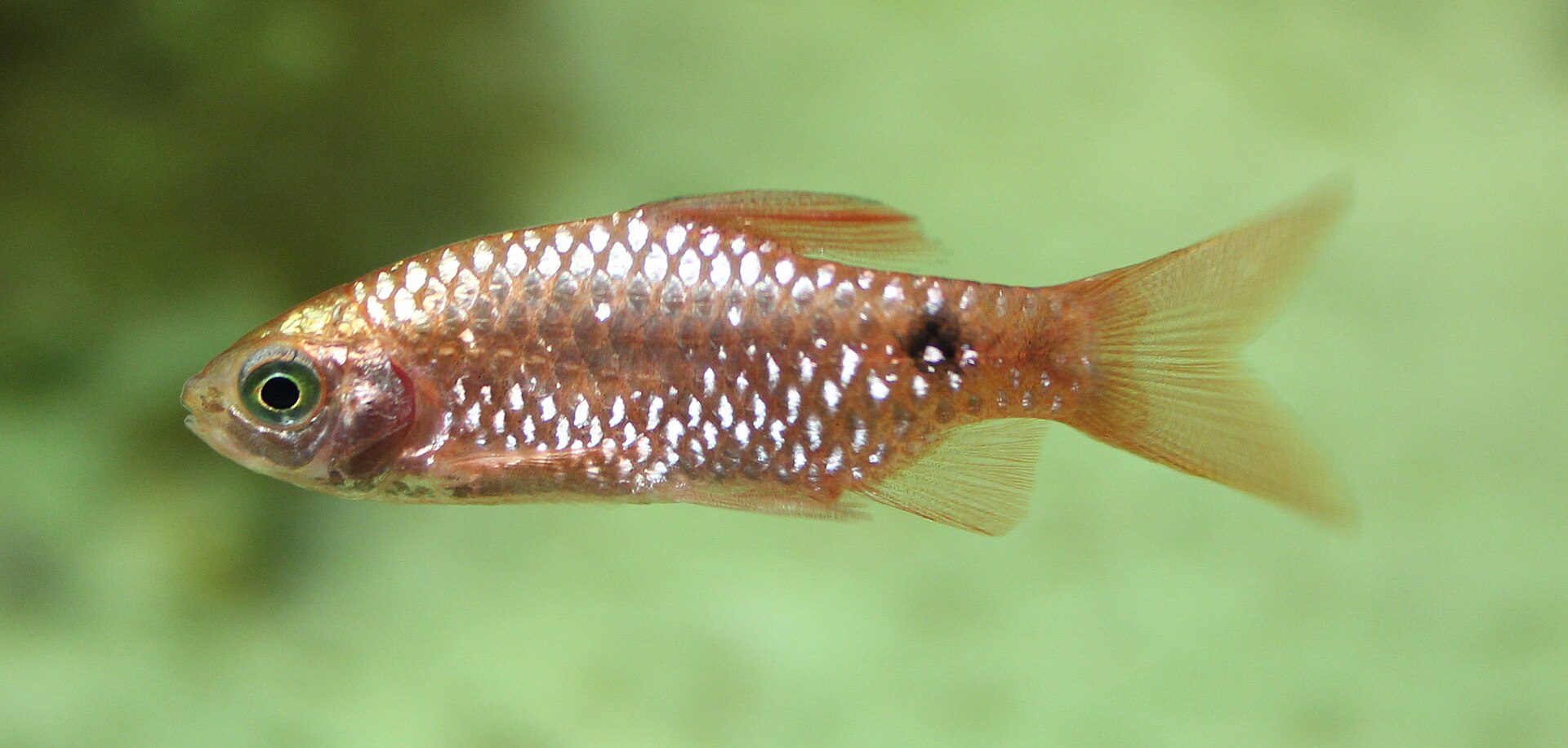 Vista cercana del Barbo Rosado (Pethia conchonius)