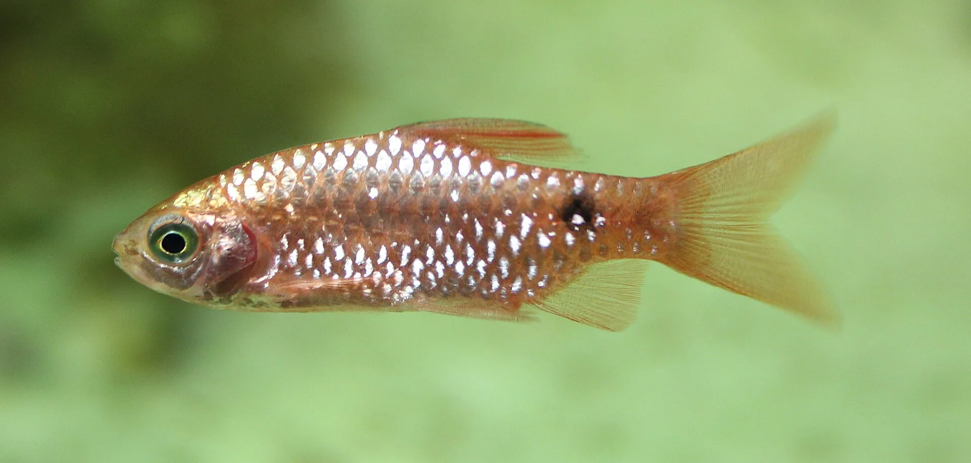 Close view of Rosy Barb (Pethia conchonius)