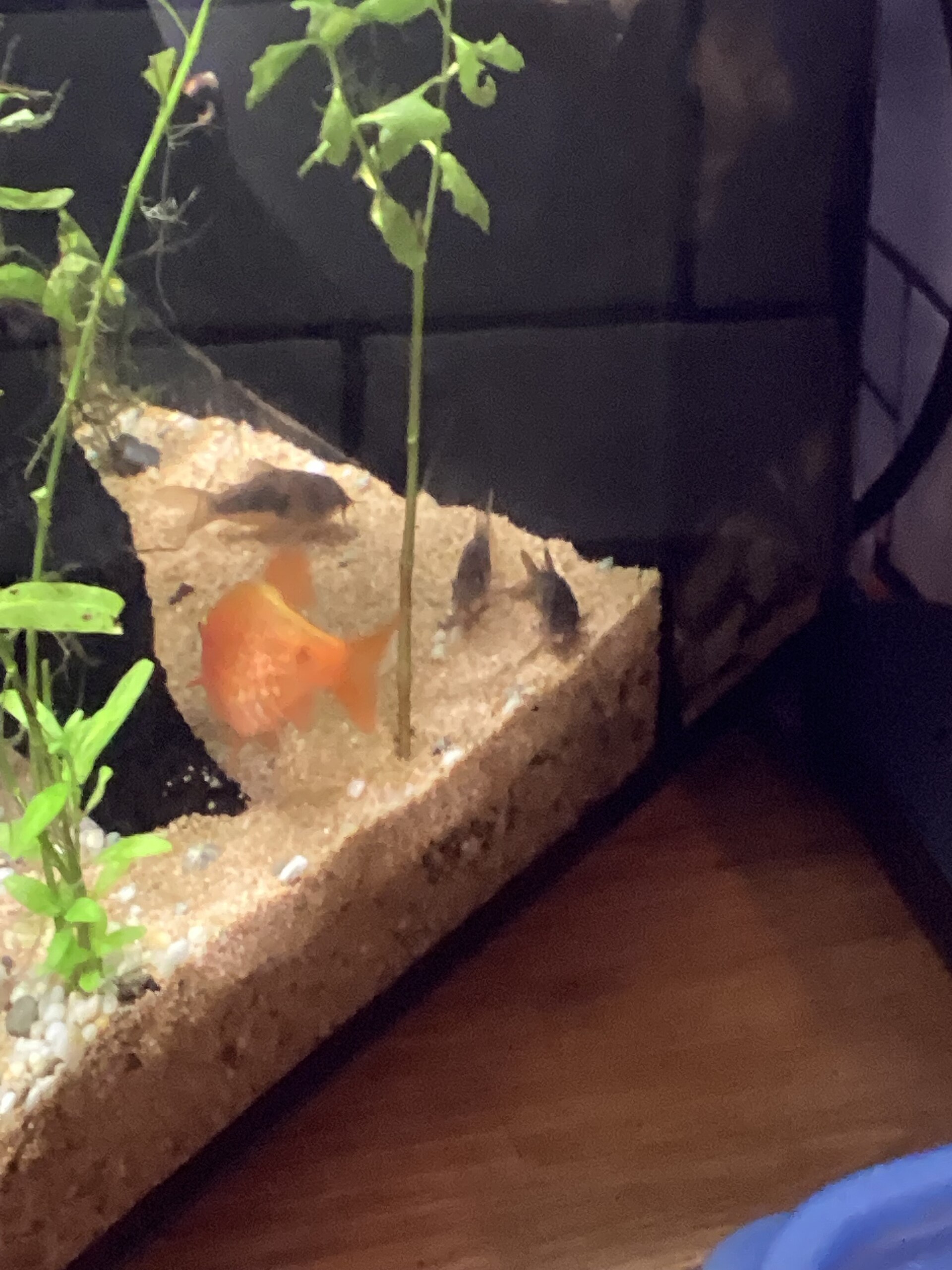 Rosy Barb (Pethia conchonius)
