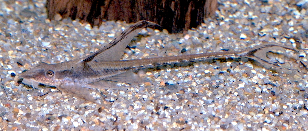 Royal Whiptail (Sturisoma panamense)