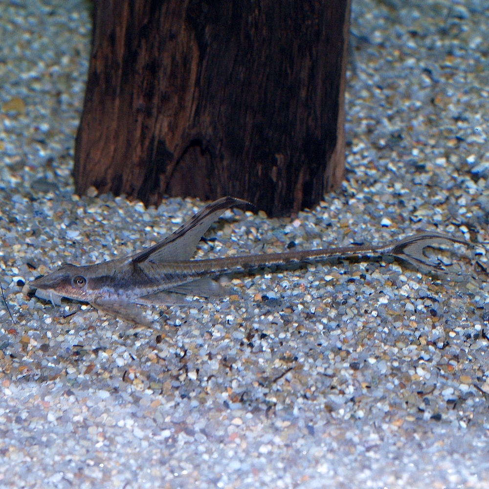 Royal Whiptail (Sturisoma panamense)