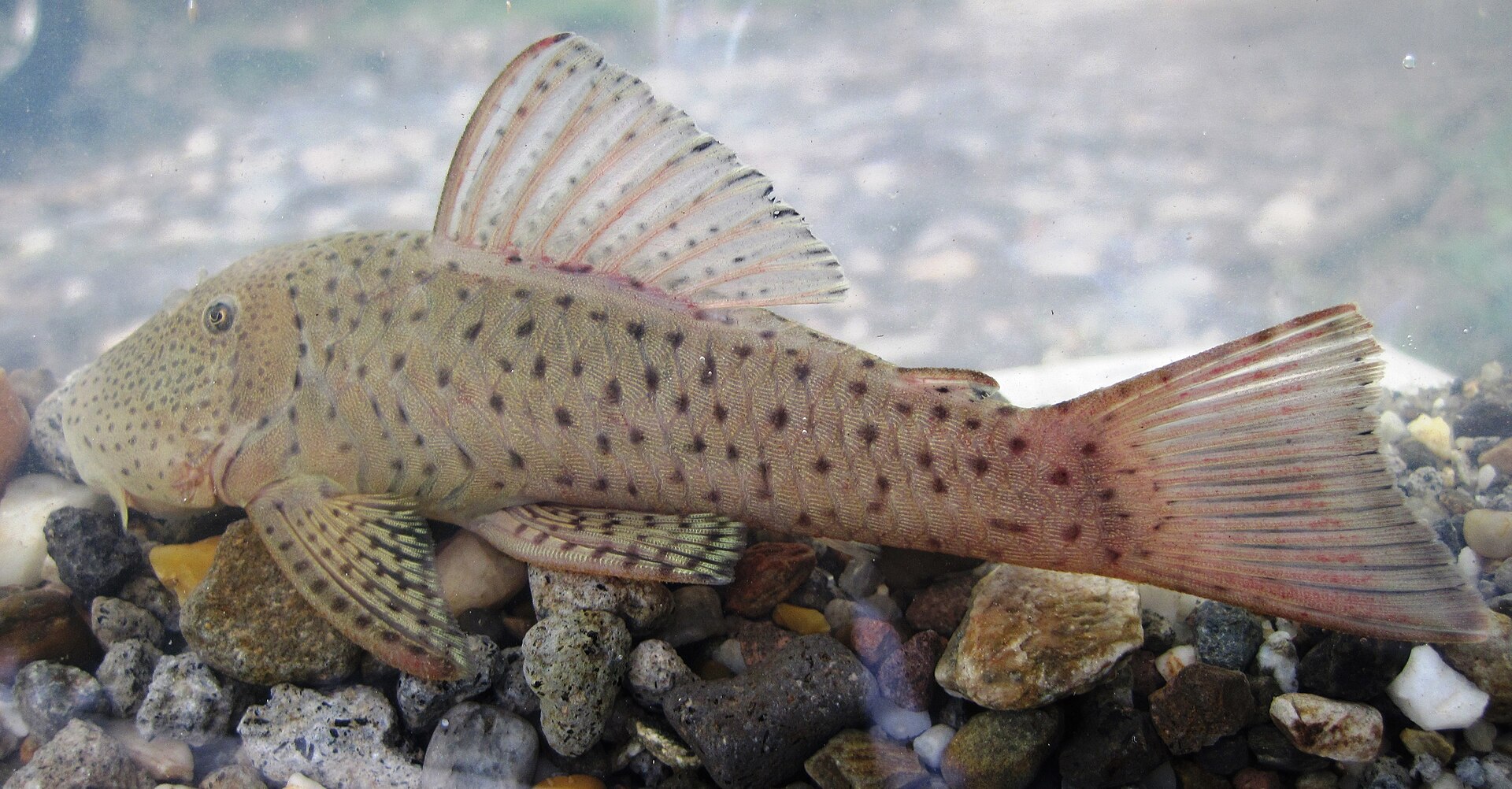 Rubberlip Pleco (Chaetostoma milesi)