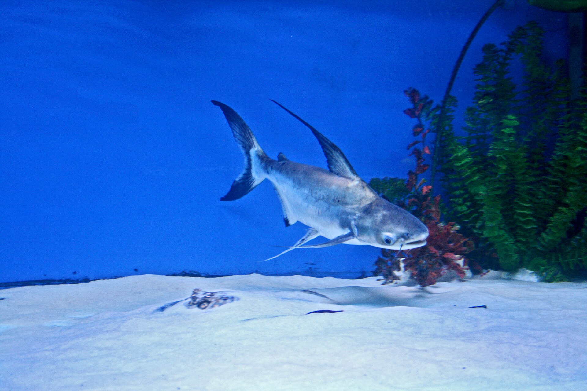 Shark Catfish (Pangasius sanitwongsei)