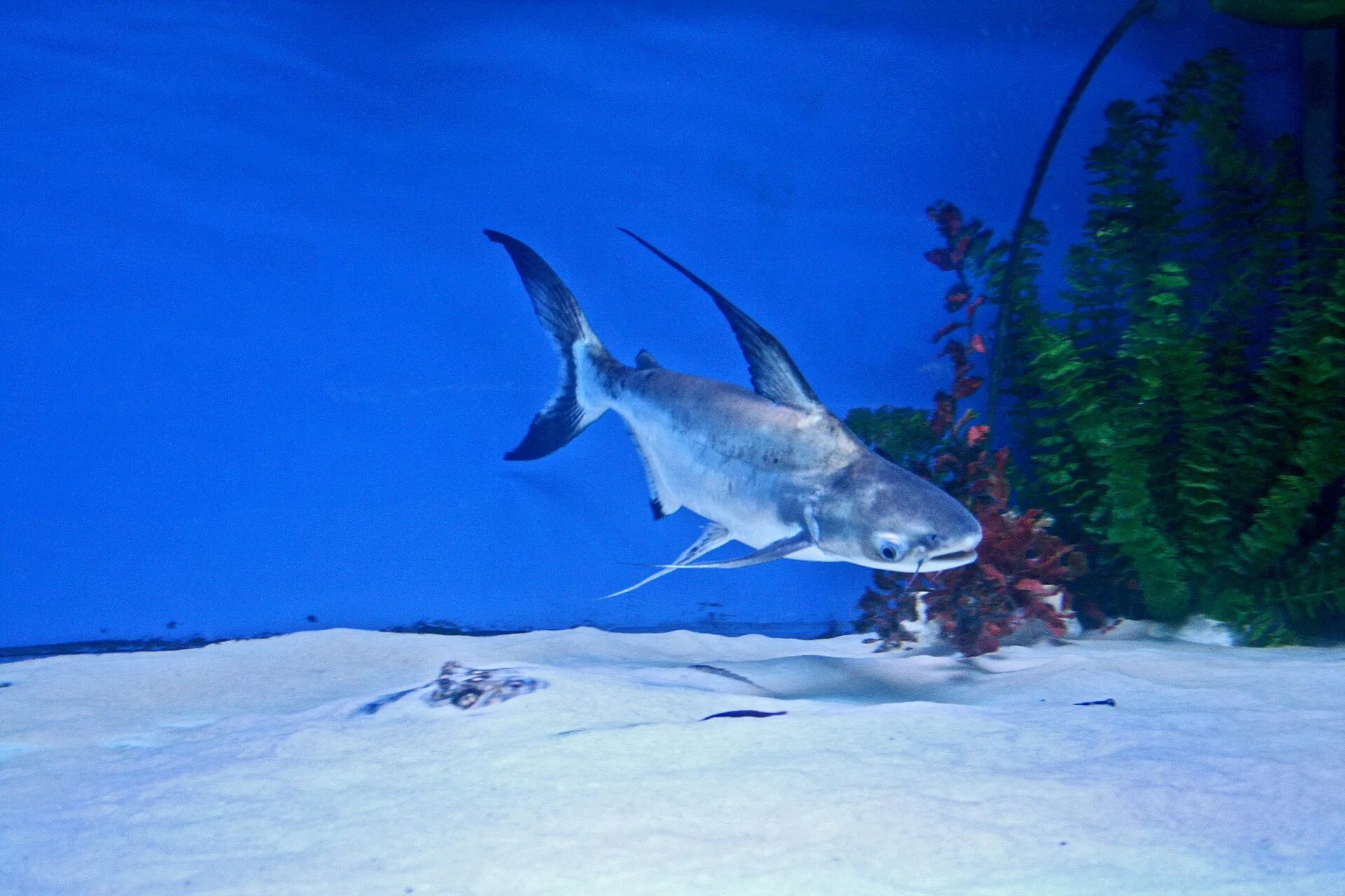 Pez Gato Tiburón (Pangasius sanitwongsei)