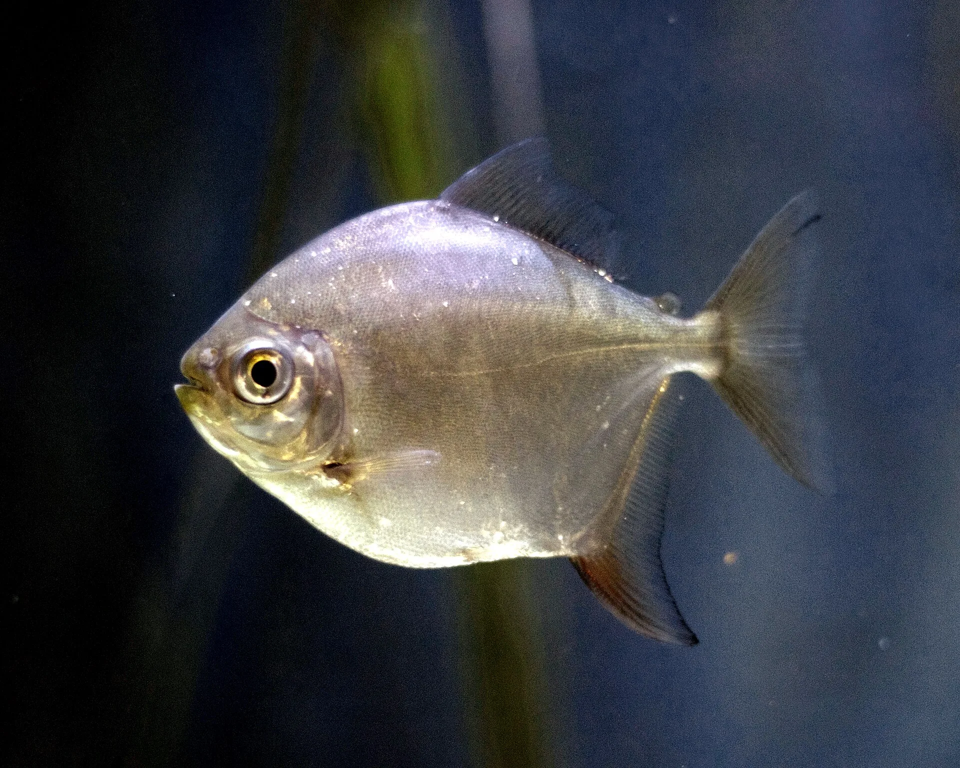 Close view of Silver Dollar (Metynnis argenteus)