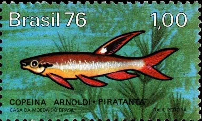 Tetra éclabousse (Copella arnoldi)
