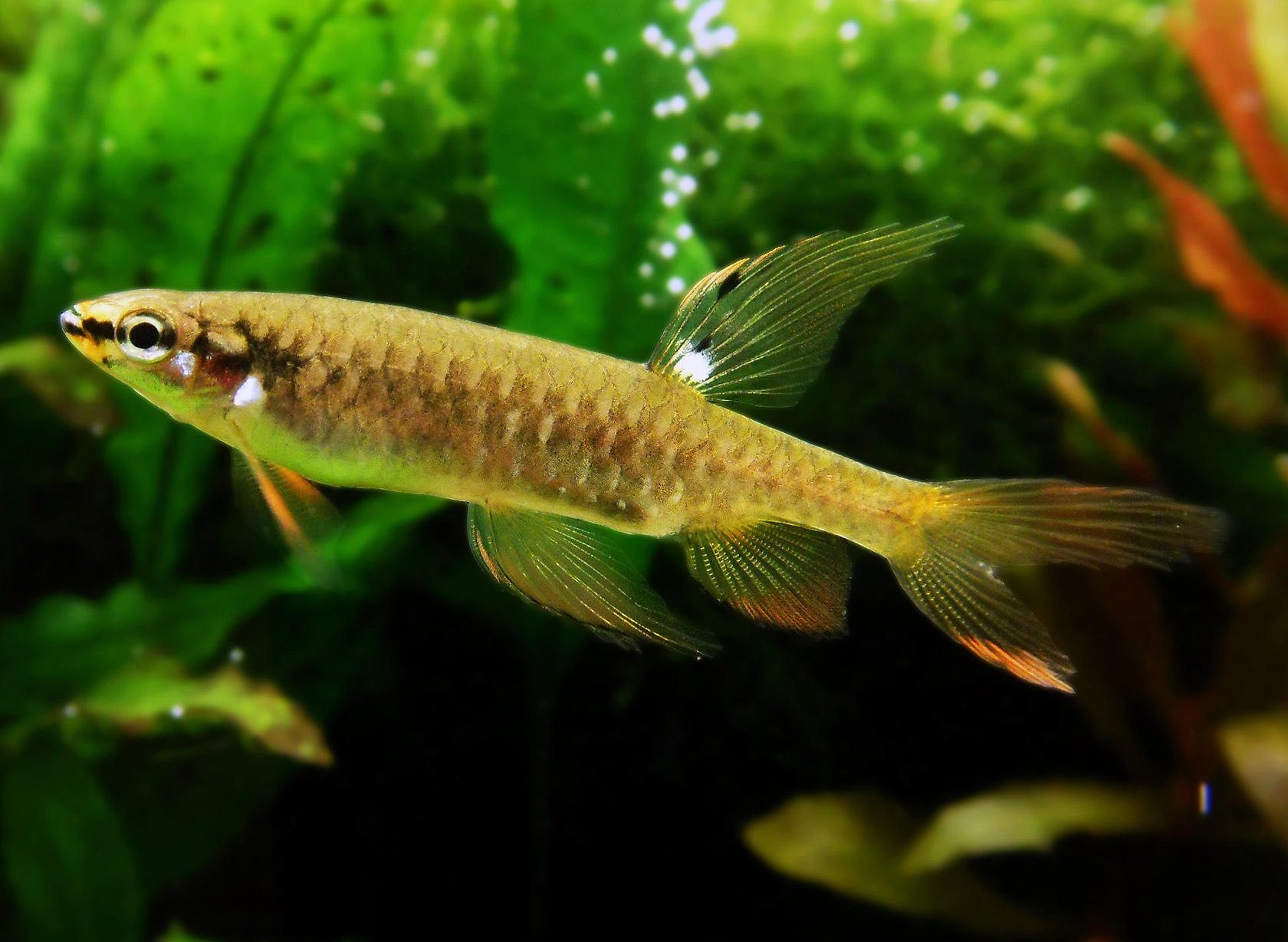 Splash Tetra (Copella arnoldi)