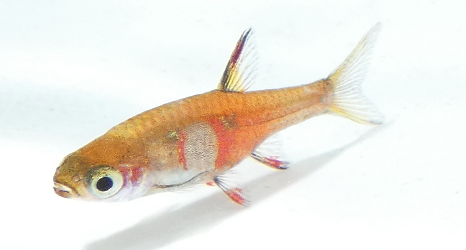Strawberry Rasbora (Boraras naevus)