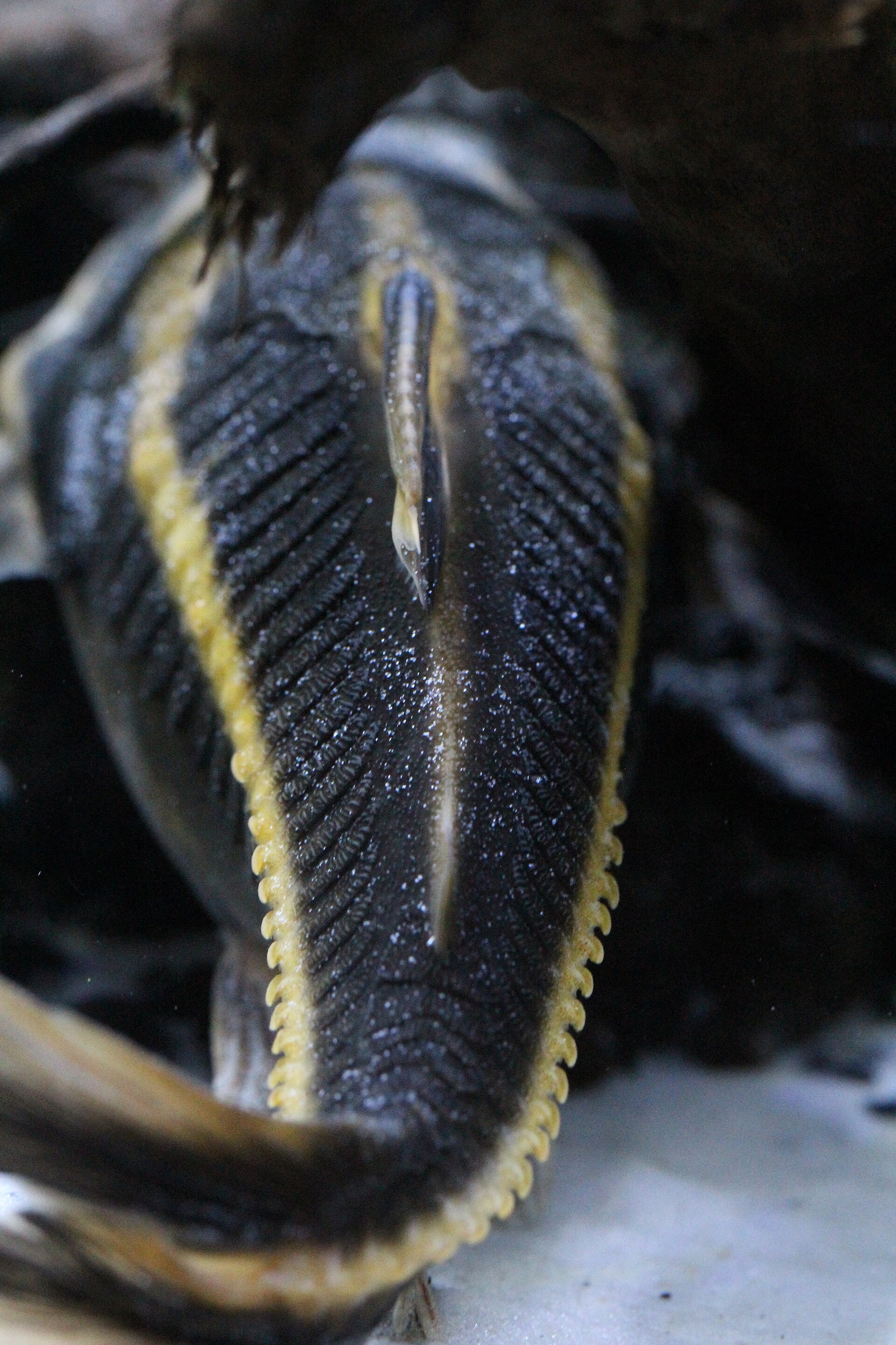 Pez gato Raphael rayado (Platydoras armatulus)