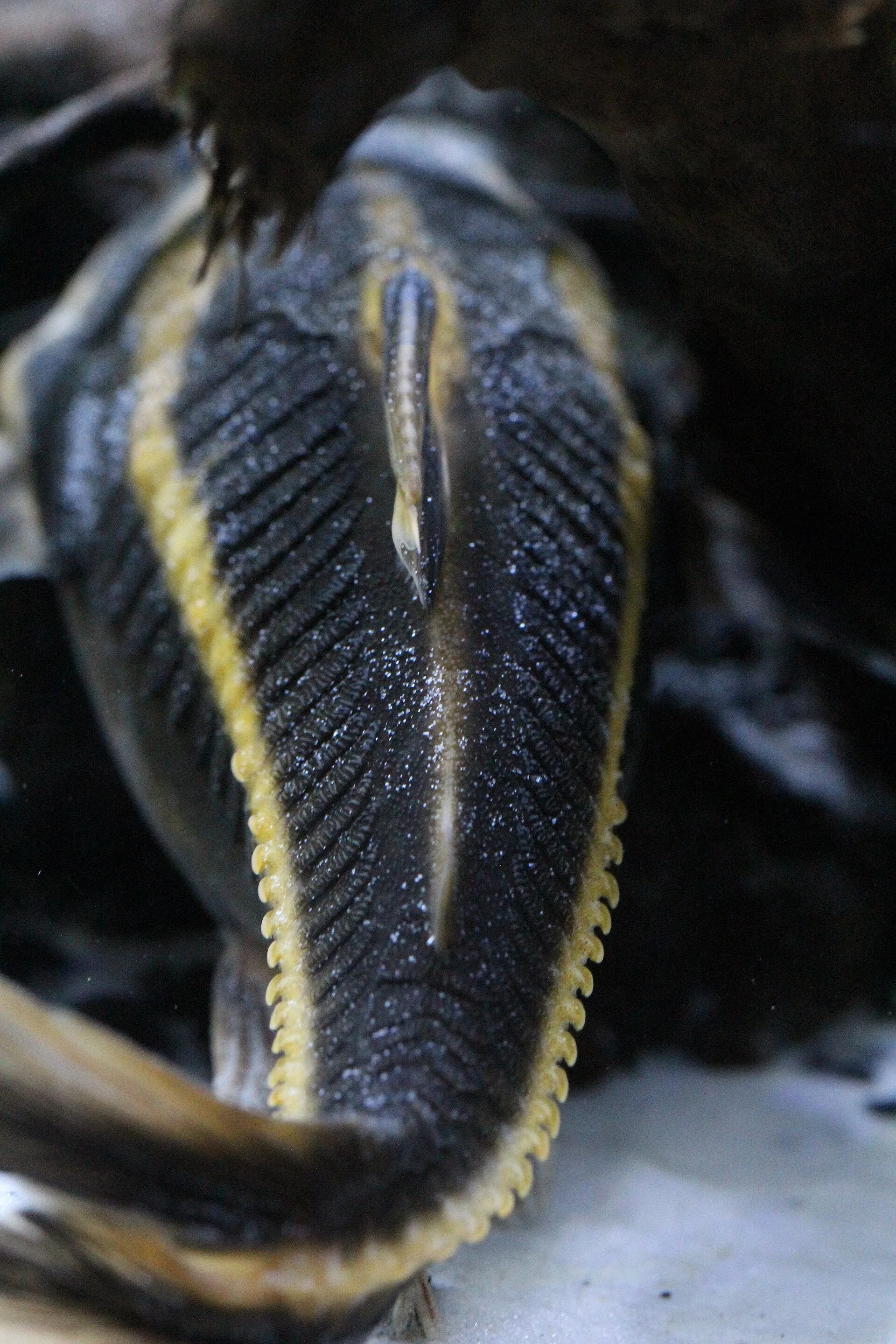 Striped Raphael Catfish (Platydoras armatulus)