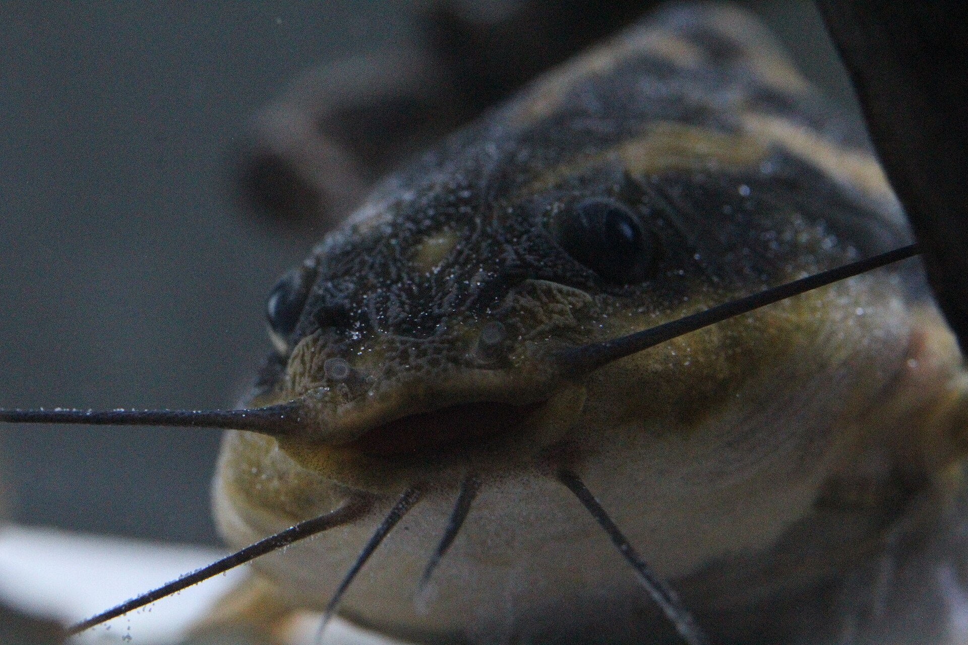 Striped Raphael Catfish (Platydoras armatulus)