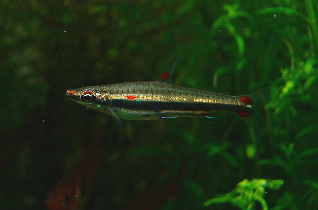 Vue rapprochée du Poisson-crayon à trois lignes (Nannostomus trifasciatus)