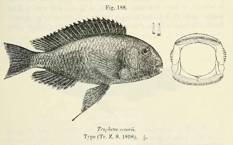 Vue rapprochée de Tropheus Moorii (Tropheus moorii)