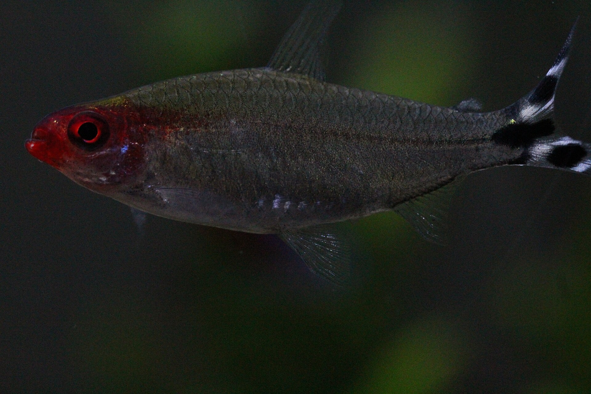 True Rummy-nose Tetra (Petitella bleheri)