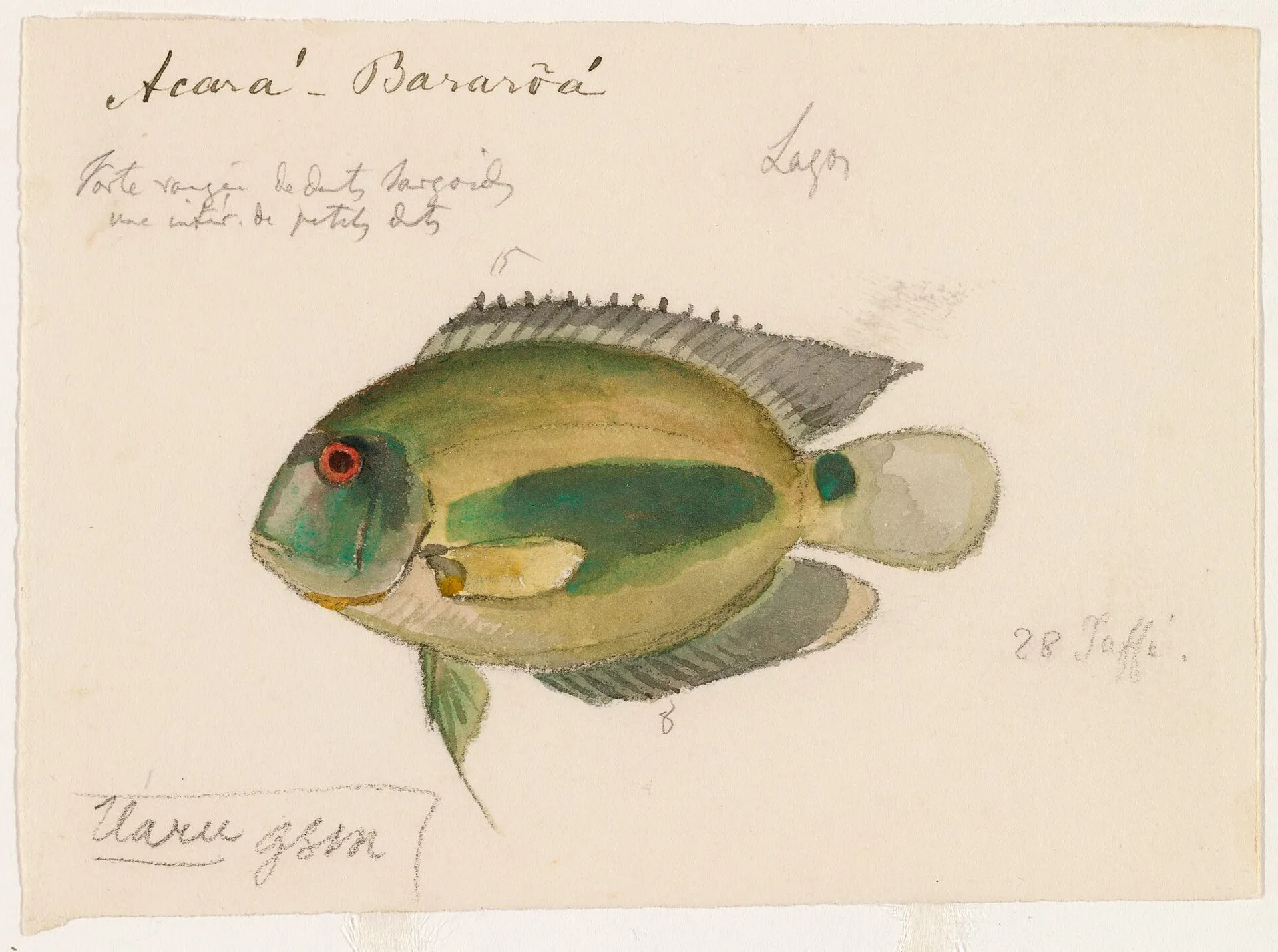 Uaru Cichlid (Uaru amphiacanthoides)
