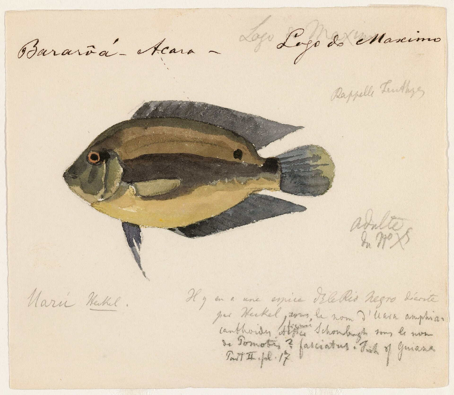Uaru Cichlid (Uaru amphiacanthoides)