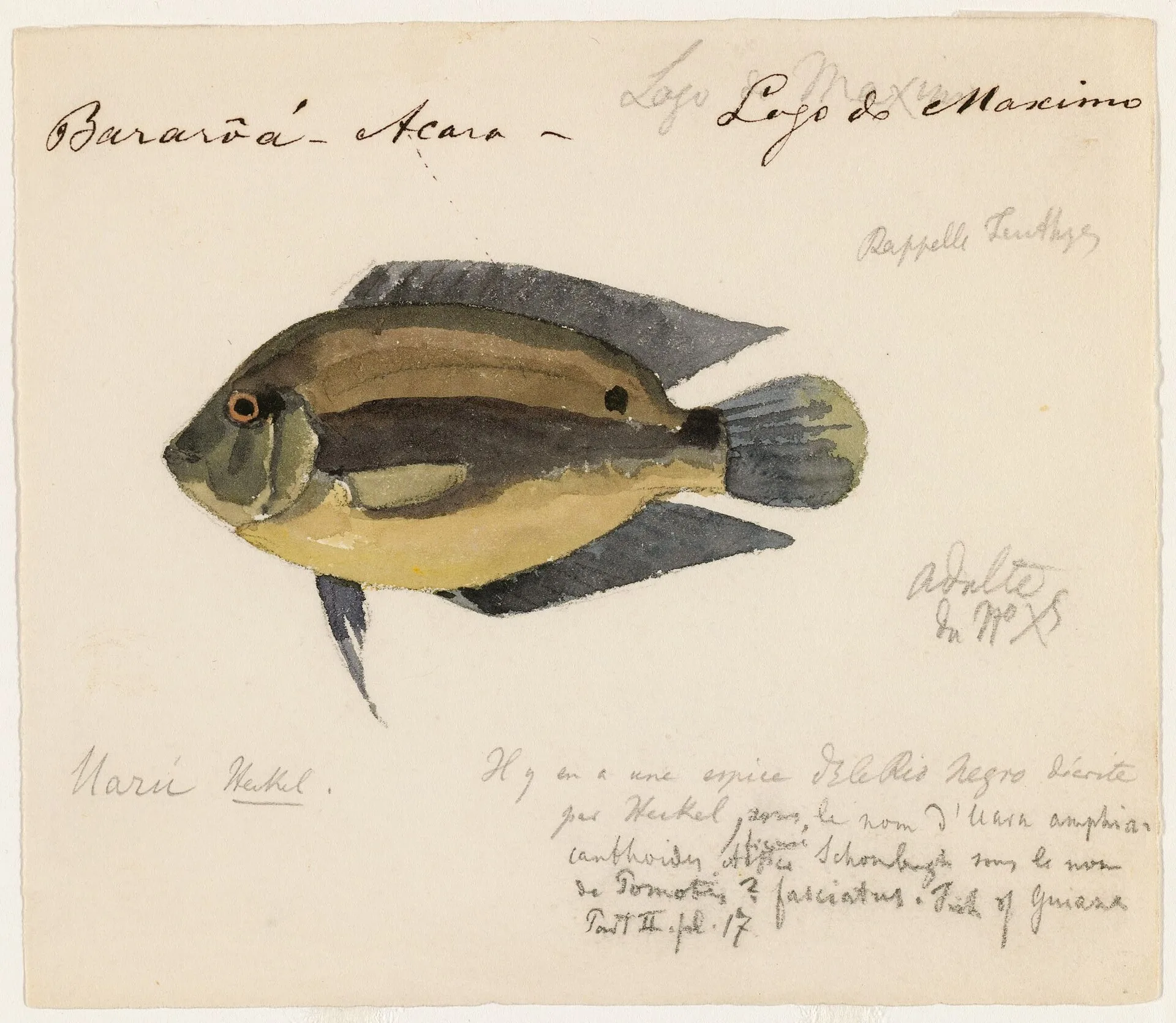 Uaru Cichlid (Uaru amphiacanthoides)