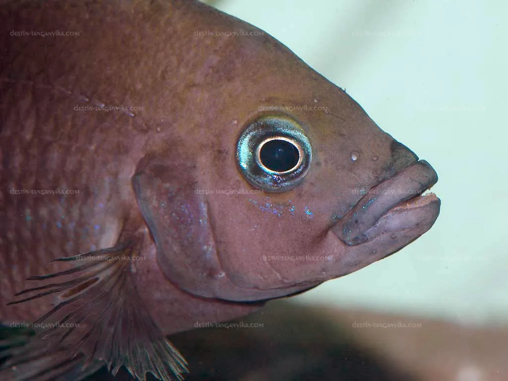 Variabilichromis Moorii (Variabilichromis moorii)