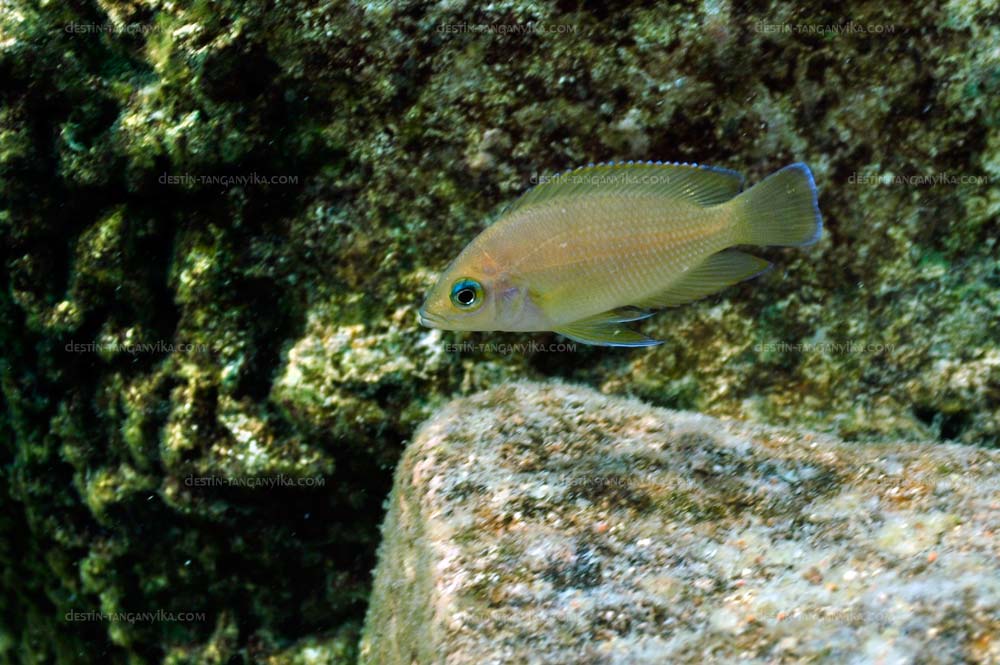 Variabilichromis Moorii (Variabilichromis moorii)