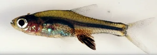 Volcano Rasbora (Sundadanio axelrodi)