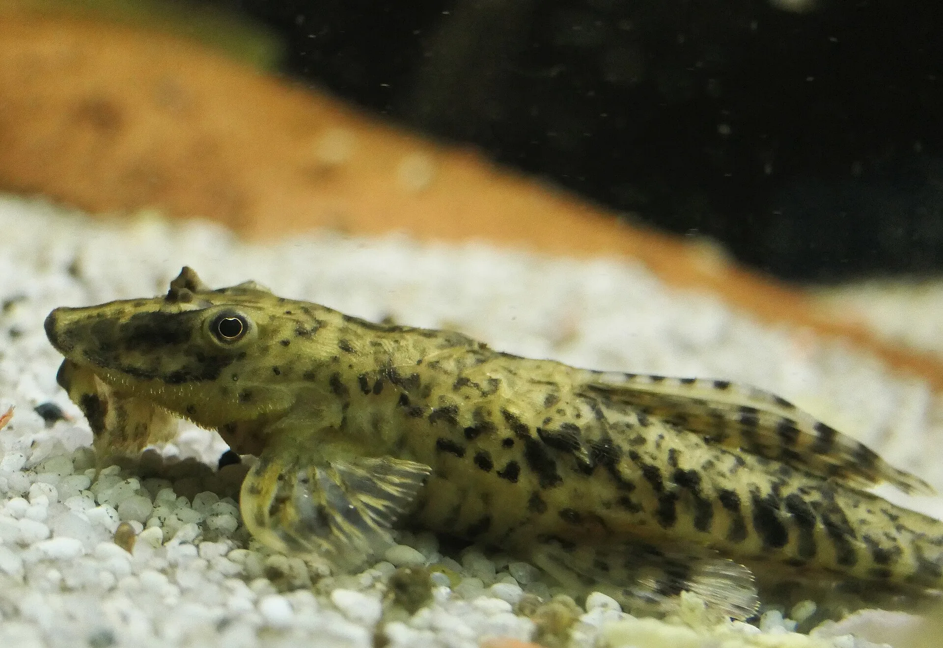 Vue rapprochée du Poisson-chat à queue fouet (Rineloricaria lanceolata)