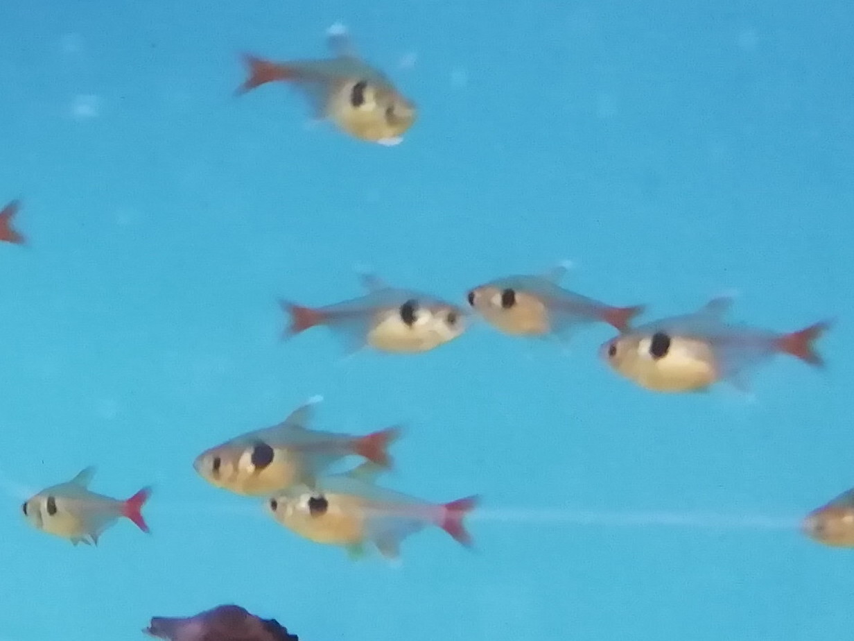 Tetra Fantasma Amarillo (Hyphessobrycon roseus)