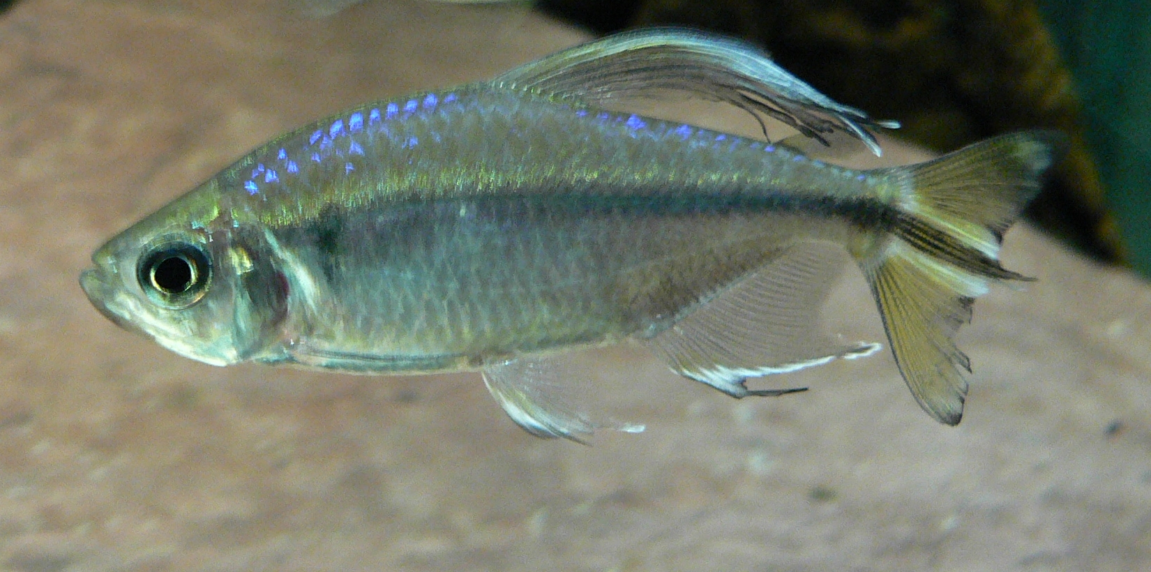 Yellow Tail Congo Tetra (Alestopetersius caudalis)