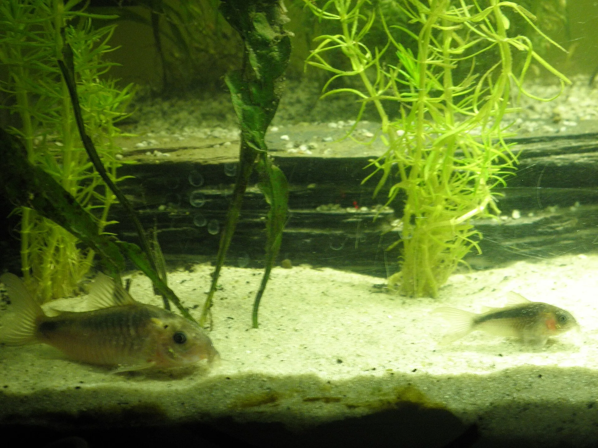 Corydoras Zygatus (Corydoras zygatus)