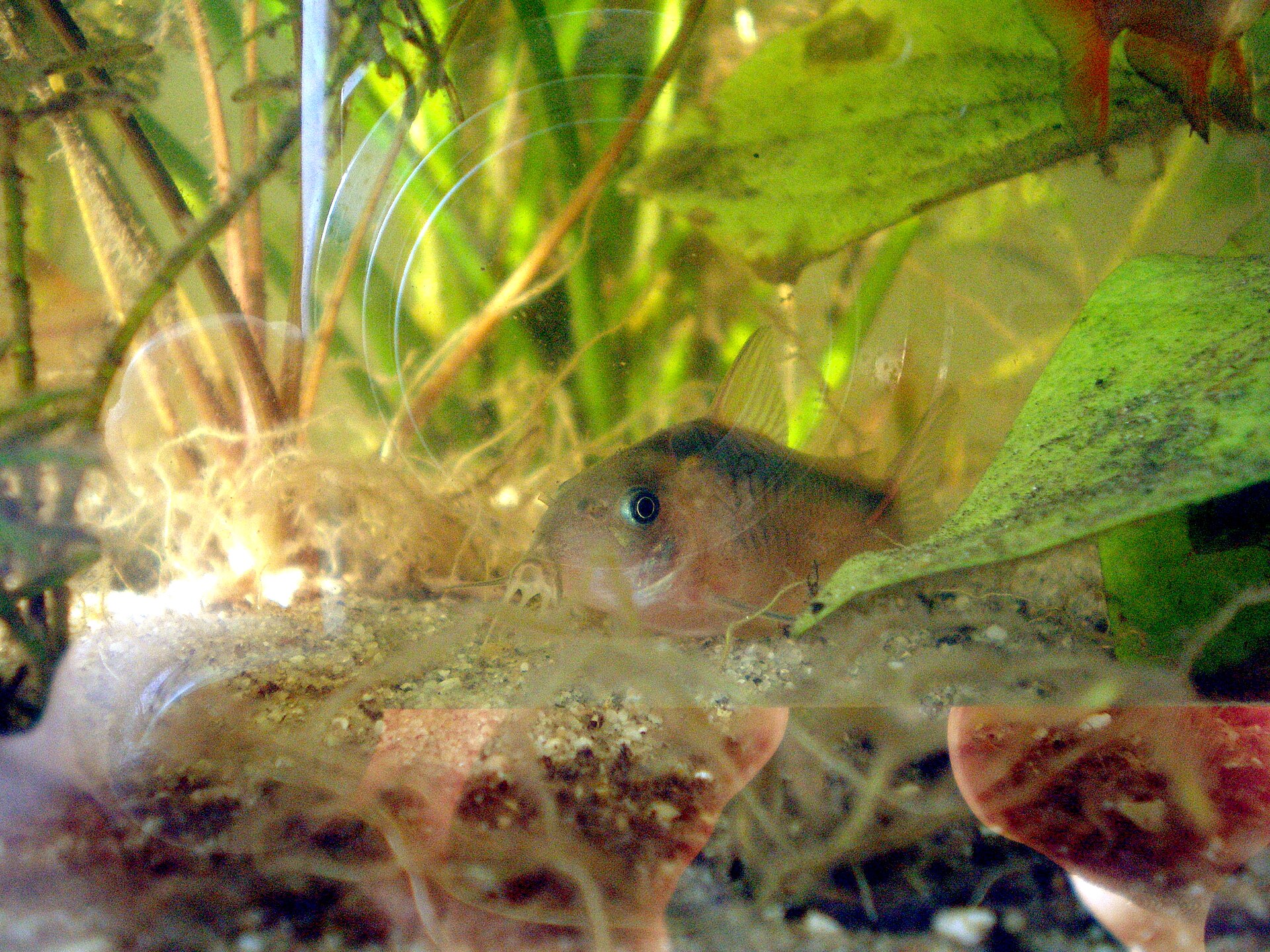 Zygatus Corydoras (Corydoras zygatus)